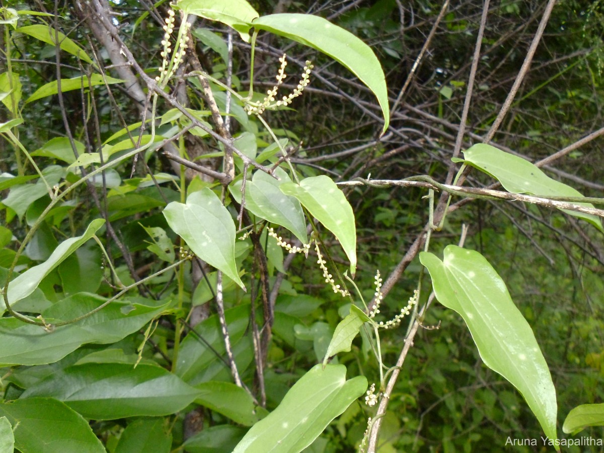 Dioscorea trimenii Prain & Burkill